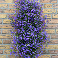 Wandhanger 'Lobelia'