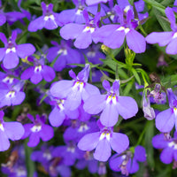 Wandhanger 'Lobelia'
