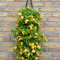 Wandhanger 'Calibrachoa'
