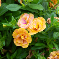 Wandhanger 'Calibrachoa'