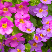 Wandhanger 'Bacopa mix'