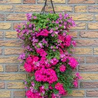 Wandhanger 'Bacopa met Verbena roze'
