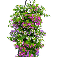 Wandhanger 'Bacopa mix'