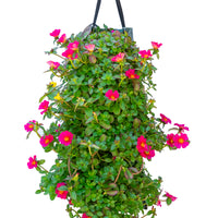 Wandhanger 'Portulaca'