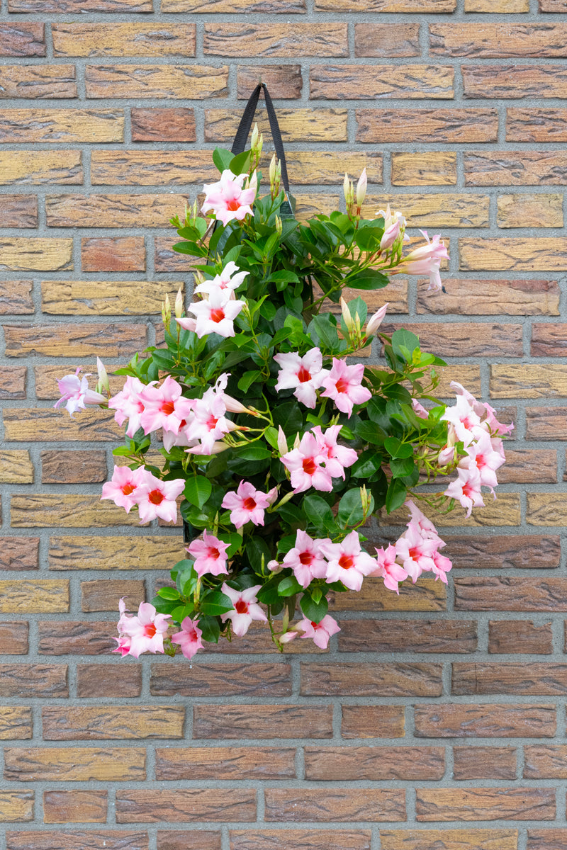 Wandhanger &