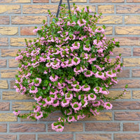 Wandhanger 'Scaevola roze´