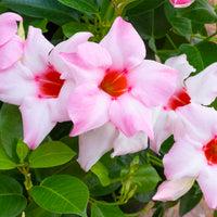 Wandhanger 'Mandevilla licht roze'