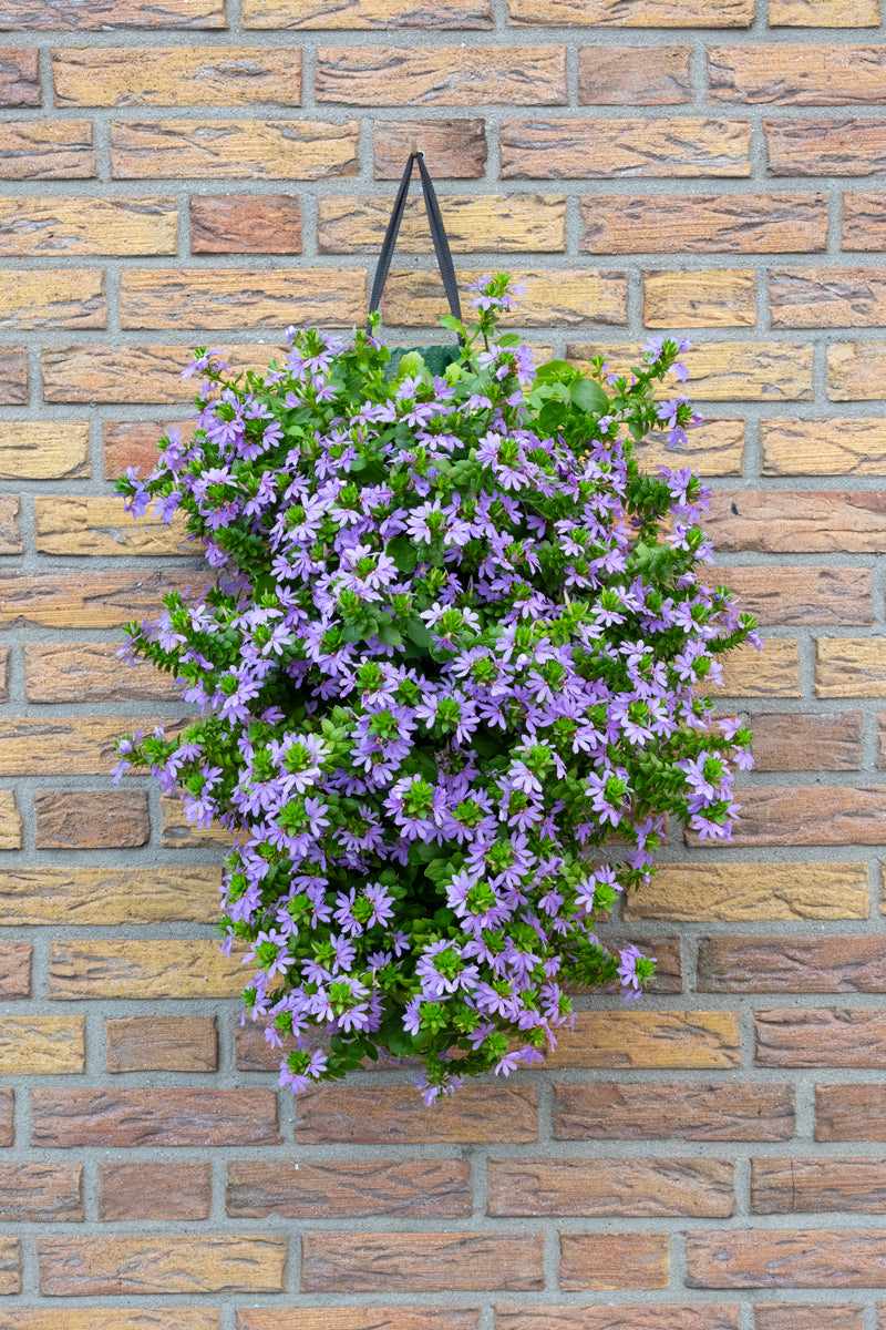 Wandhanger &
