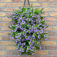 Wandhanger 'Scaevola Blue´