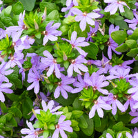 Wandhanger 'Scaevola Blue´