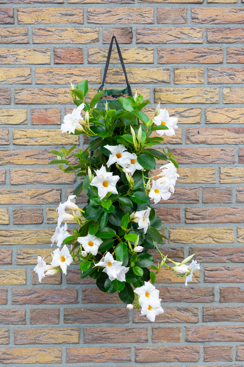 Wandhanger &