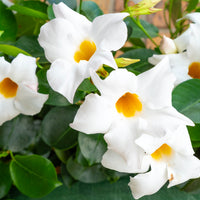 Wandhanger 'Mandevilla wit'