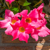 Wandhanger 'Mandevilla roze´