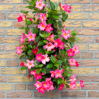 Wandhanger 'Mandevilla roze´