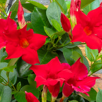 Wandhanger 'Mandevilla rood'