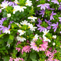 Wandhanger 'Scaevola 3 kleuren mix´