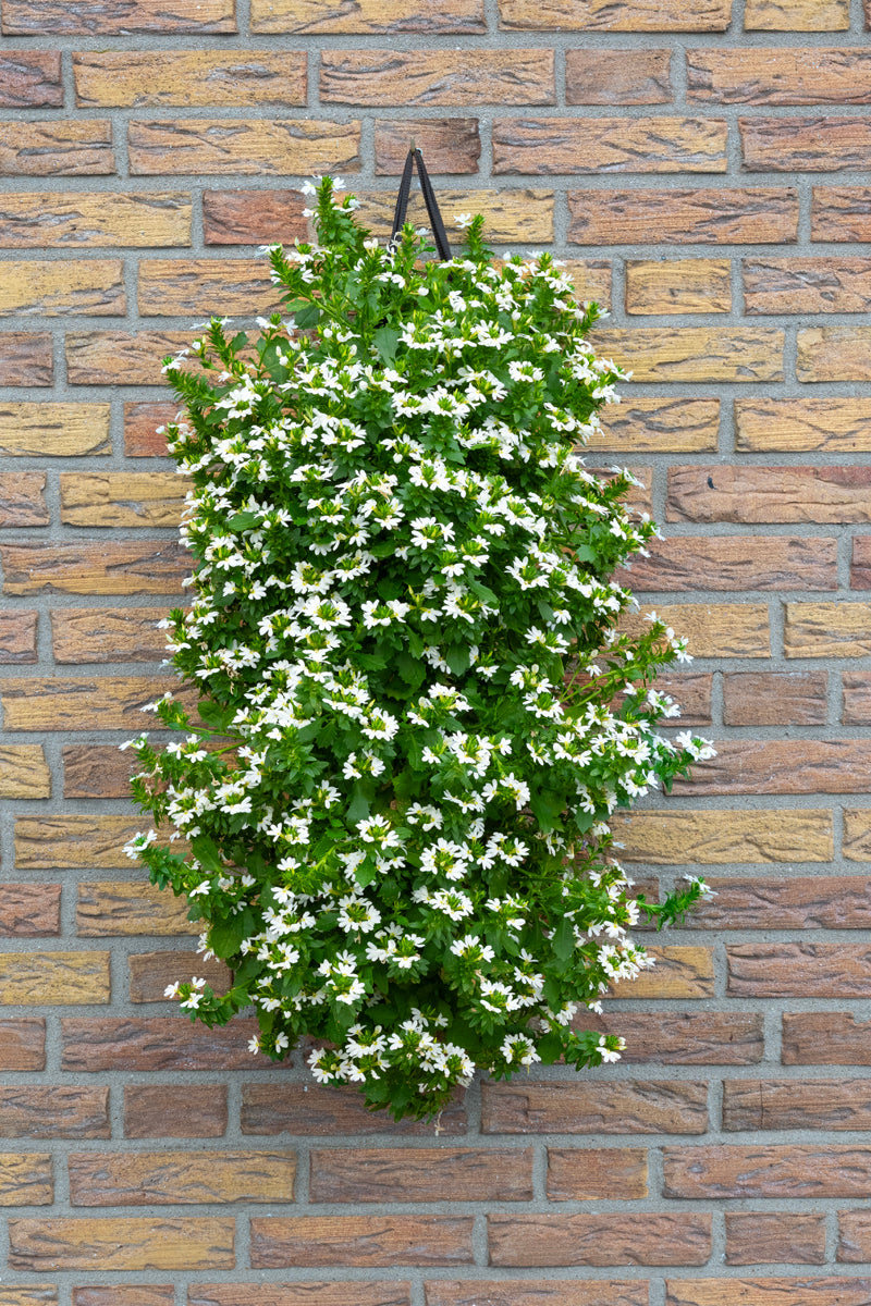 Wandhanger &