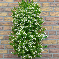Wandhanger 'Scaevola wit´