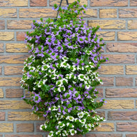 Wandhanger 'Scaevola Blue White mix'