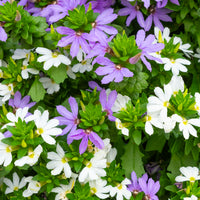 Wandhanger 'Scaevola Blue White mix'