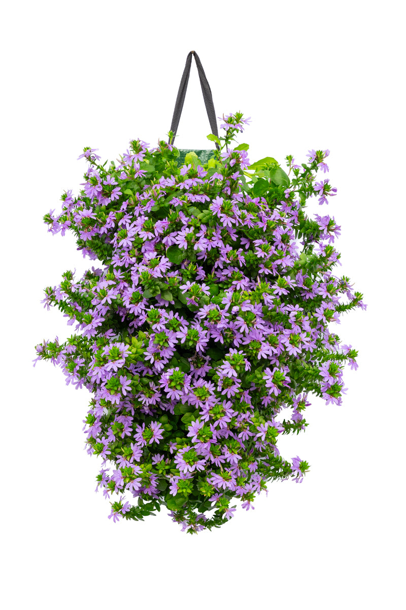 Wandhanger &
