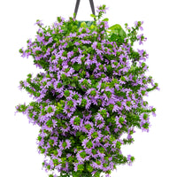 Wandhanger 'Scaevola Blue´