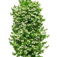 Wandhanger 'Scaevola wit´