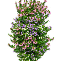 Wandhanger 'Scaevola 3 kleuren mix´