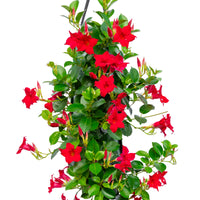 Wandhanger 'Mandevilla rood'