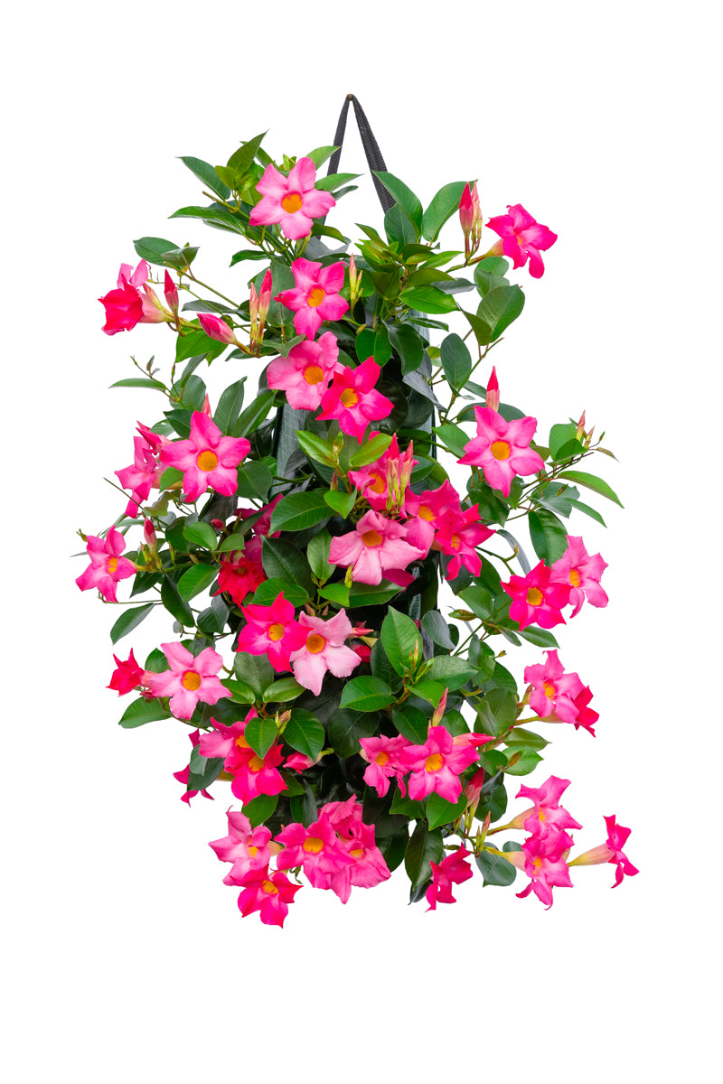 Wandhanger &