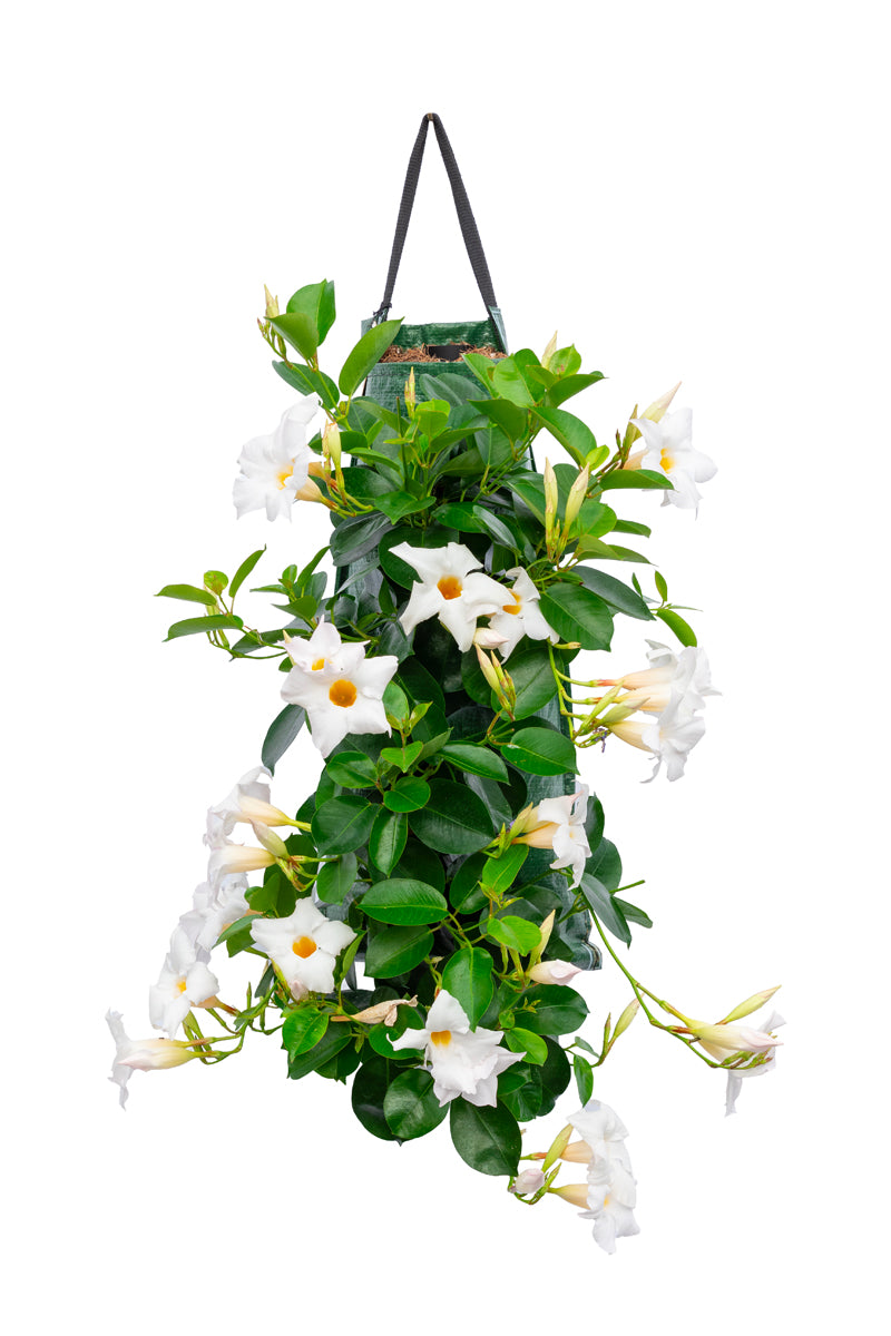 Wandhanger &