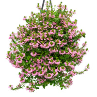 Wandhanger 'Scaevola roze´