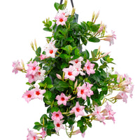 Wandhanger 'Mandevilla licht roze'