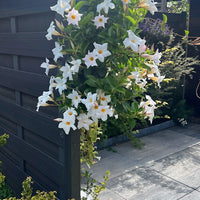 Wandhanger 'Mandevilla wit'