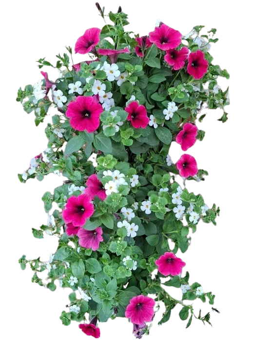 Wandhanger &