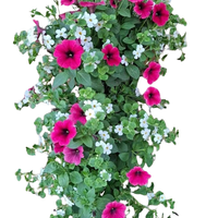 Wandhanger 'Bacopa wit met Petunia roze'