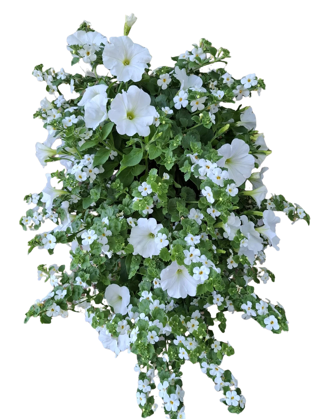 Wandhanger &