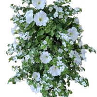 Wandhanger 'Bacopa met Petunia wit'