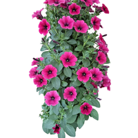 Wandhanger 'Petunia hard roze'