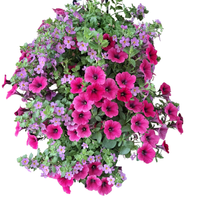 Wandhanger 'Bacopa met Petunia roze´