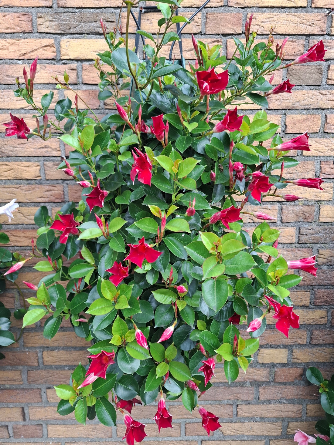 Wandhanger Mandevilla rood