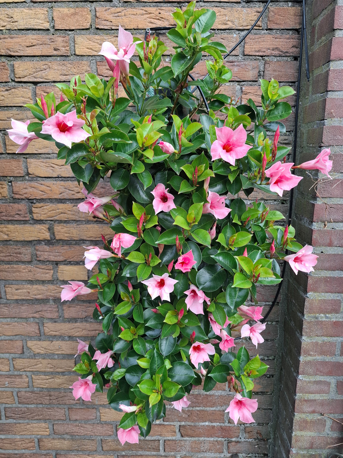 Wandhanger Mandevilla roze