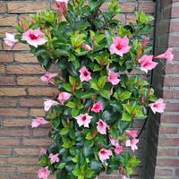 Wandhanger Mandevilla roze