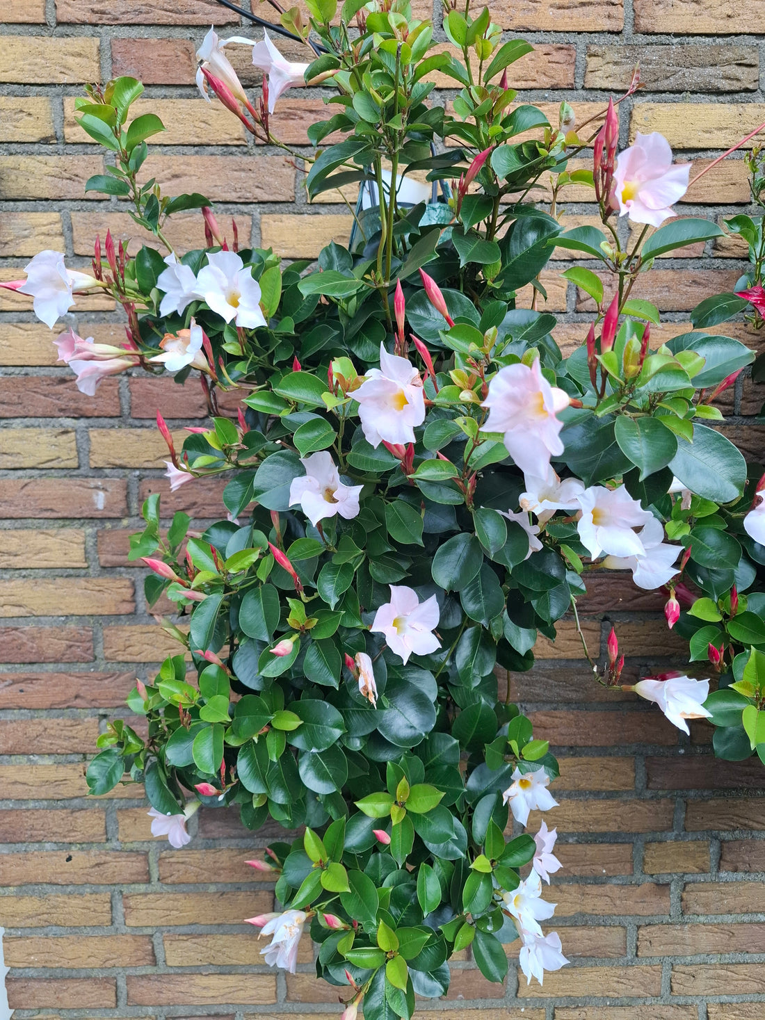 Wandhanger Mandevilla wit