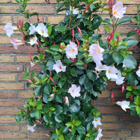 Wandhanger Mandevilla wit