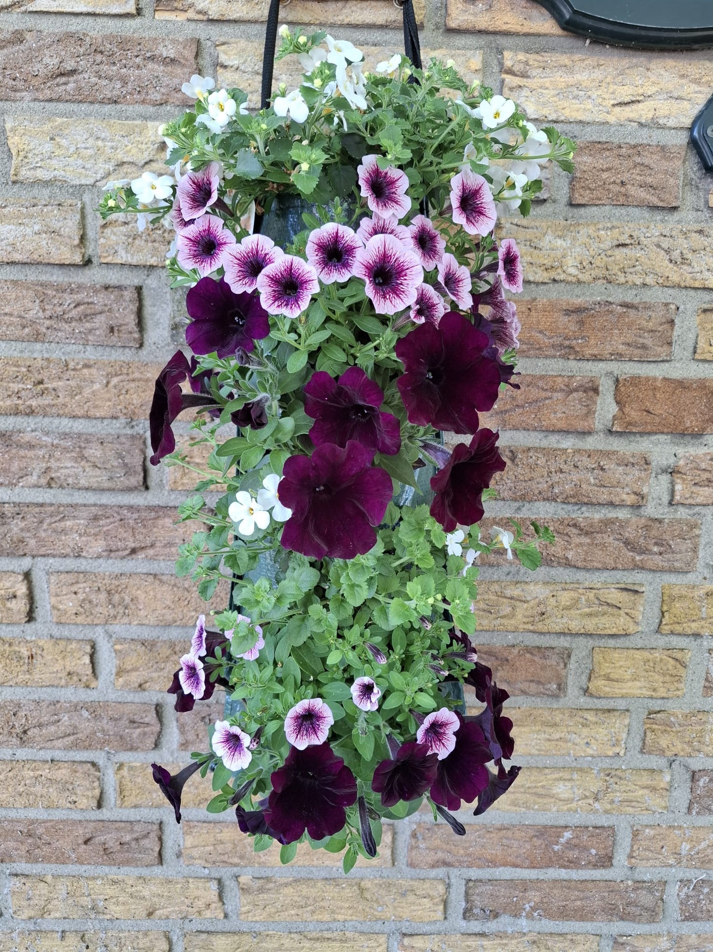 Mix Petunia, Littletunia, Bacopa