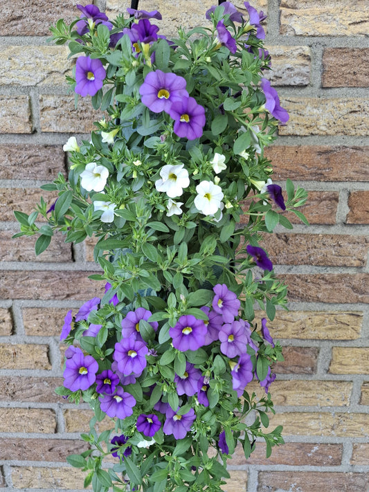 Million Bells Blue mix