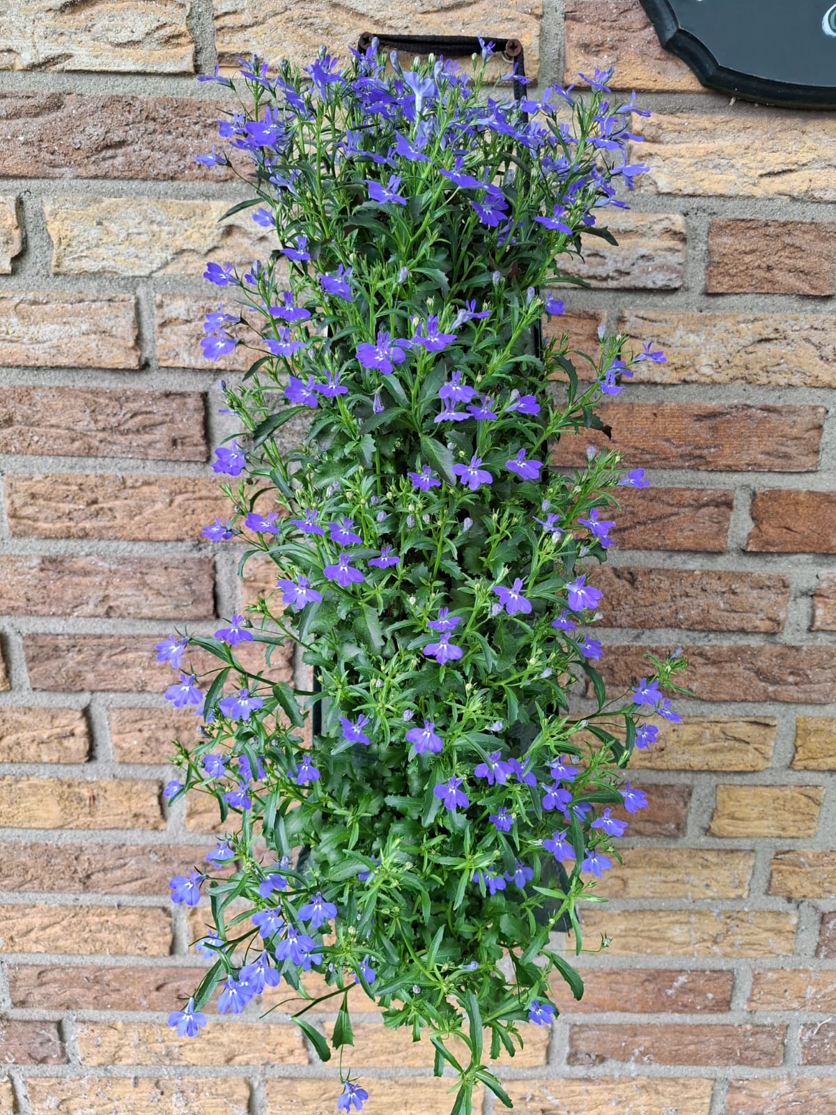 Lobelia