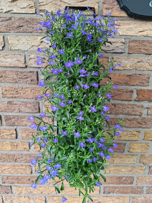 Lobelia