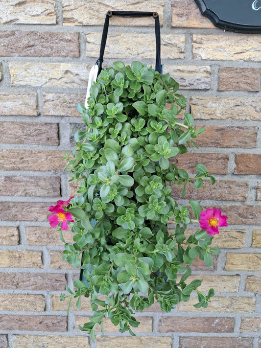 Wandhanger Portulaca